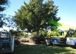 Tree Management Services All Landscape Supplies